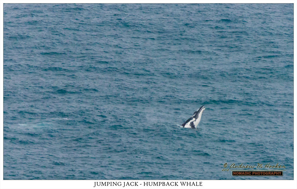 Humpback Breaching